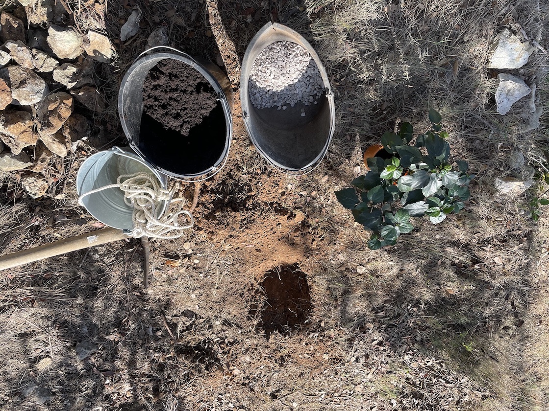 ISSA Garden: Hibiscus and Cypress